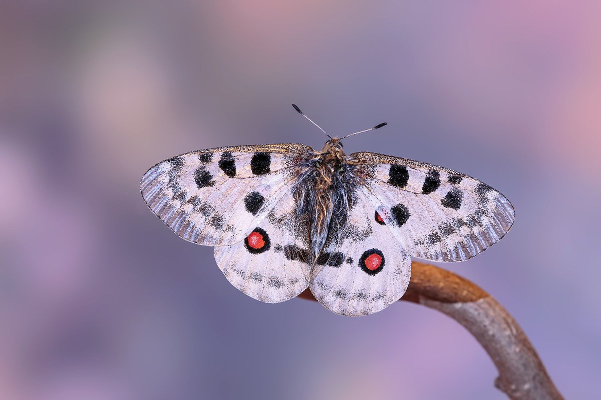 Аполлон обыкновенный (Parnassius Apollo)