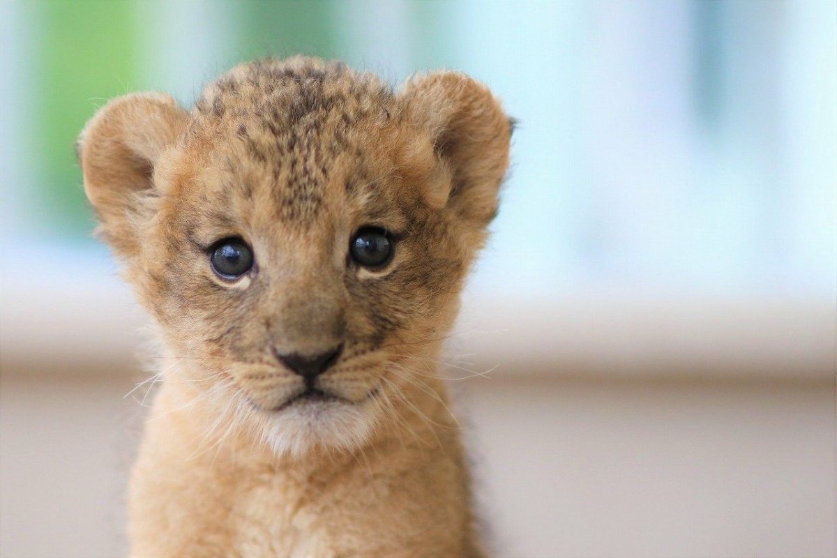 Веселый Львенок