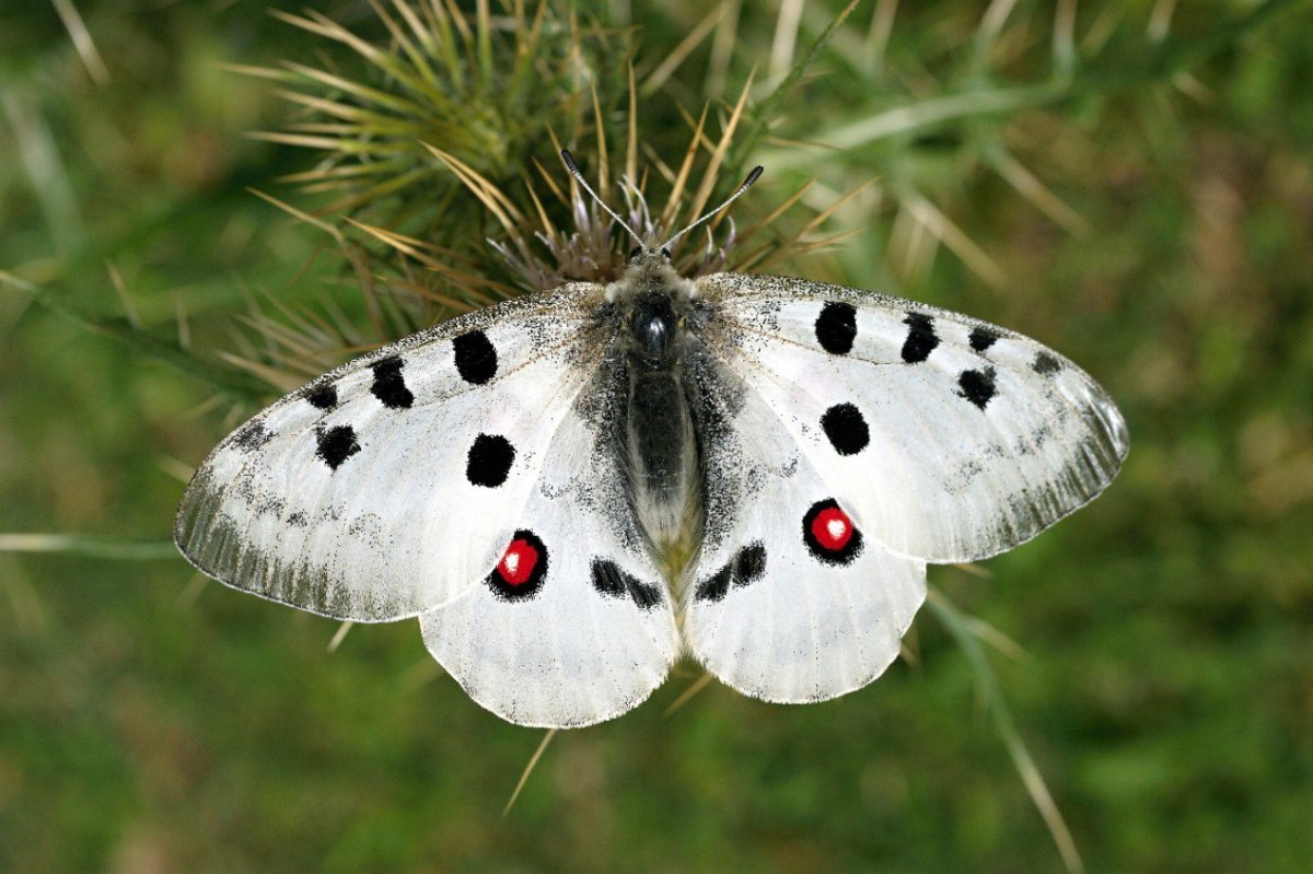 Аполлон Фельдера Parnassius felderi