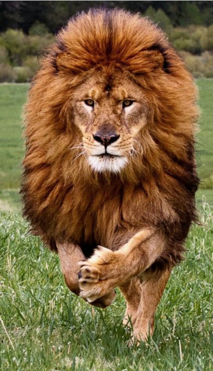 Лев живопись