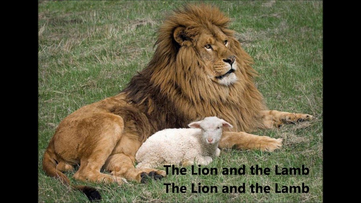 Хищные животные Лев