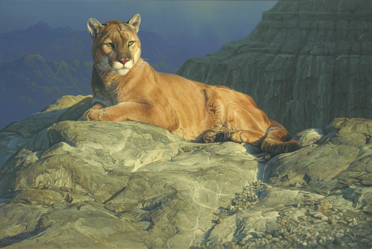 Wild animals карточки