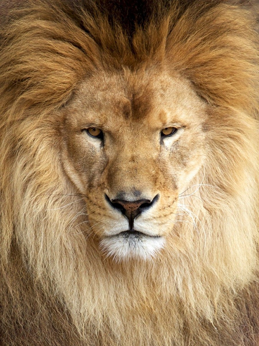 Лев Пинтерест