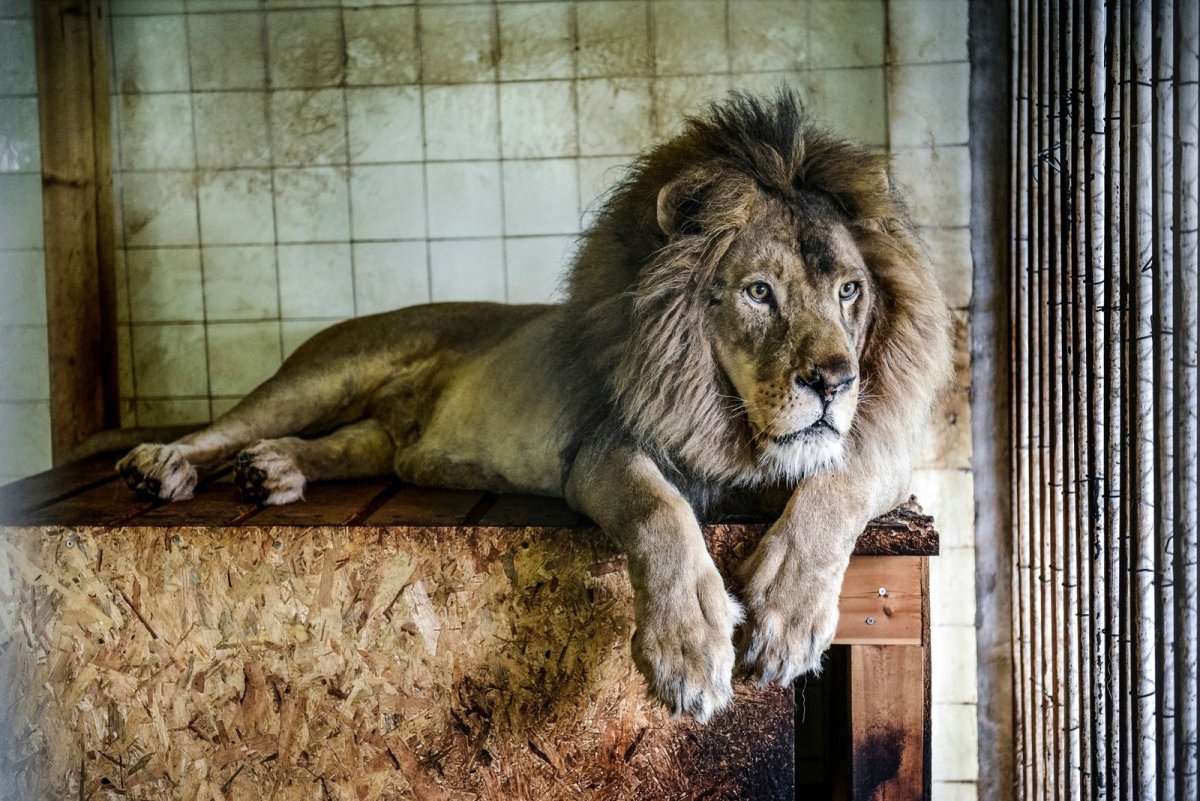 Daniel Smith художник