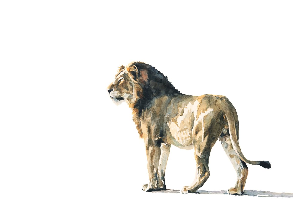 Лев акварель