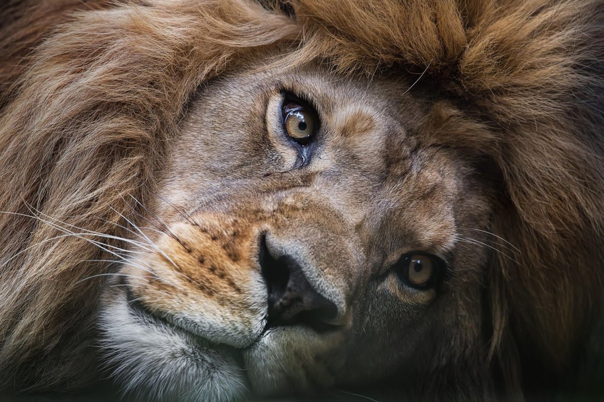 Мордашка Льва