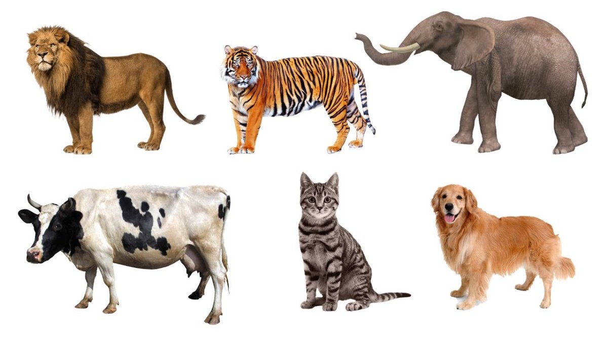 Дикие и домашние животные