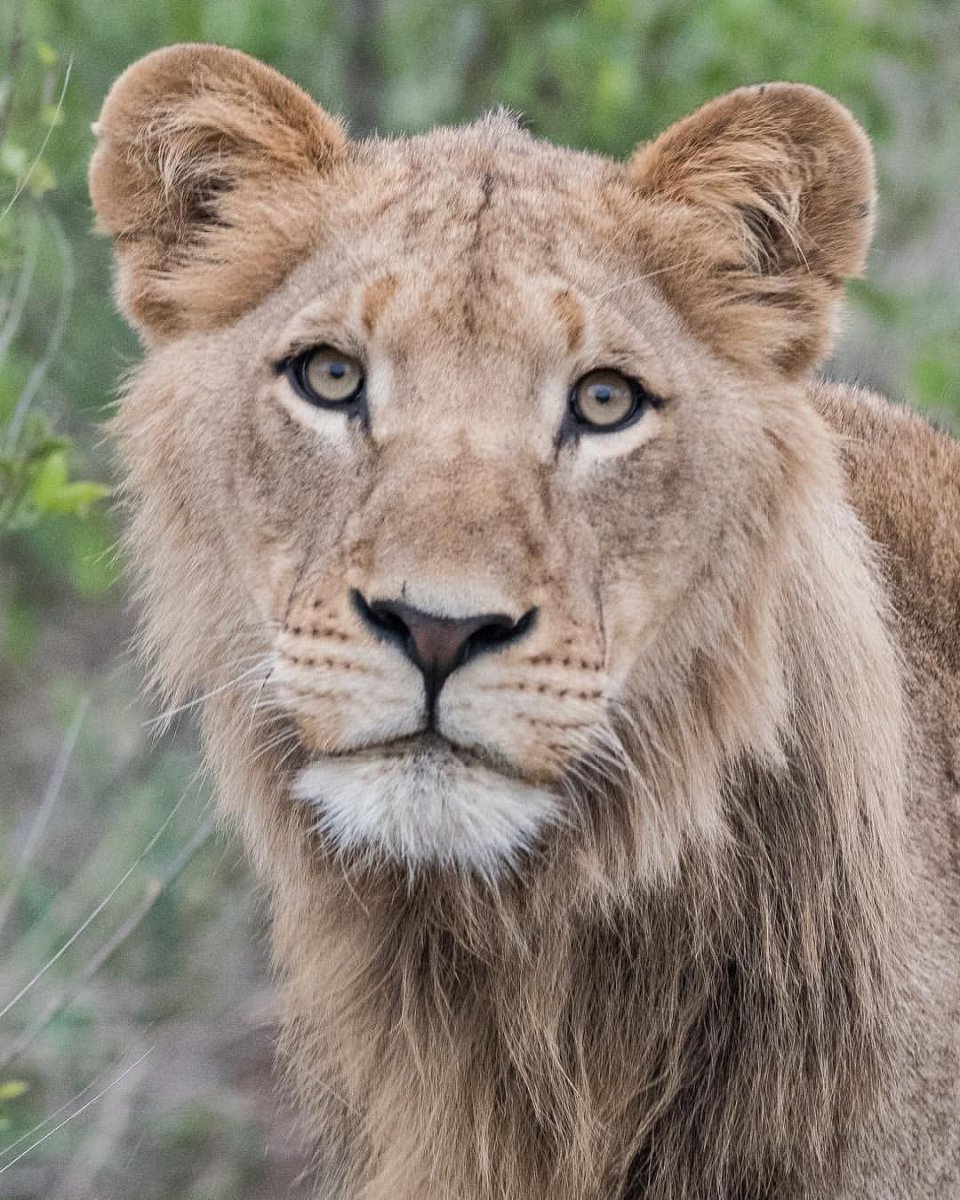Львята в прайде