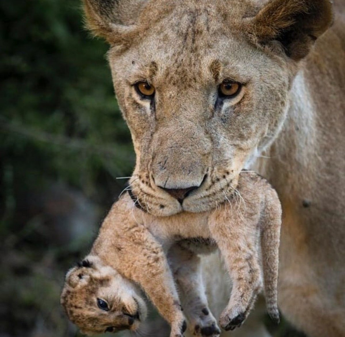 Серая львица
