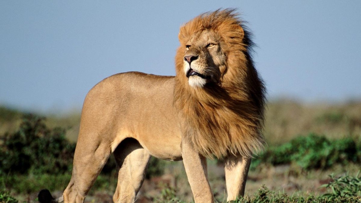 Лев в Африке