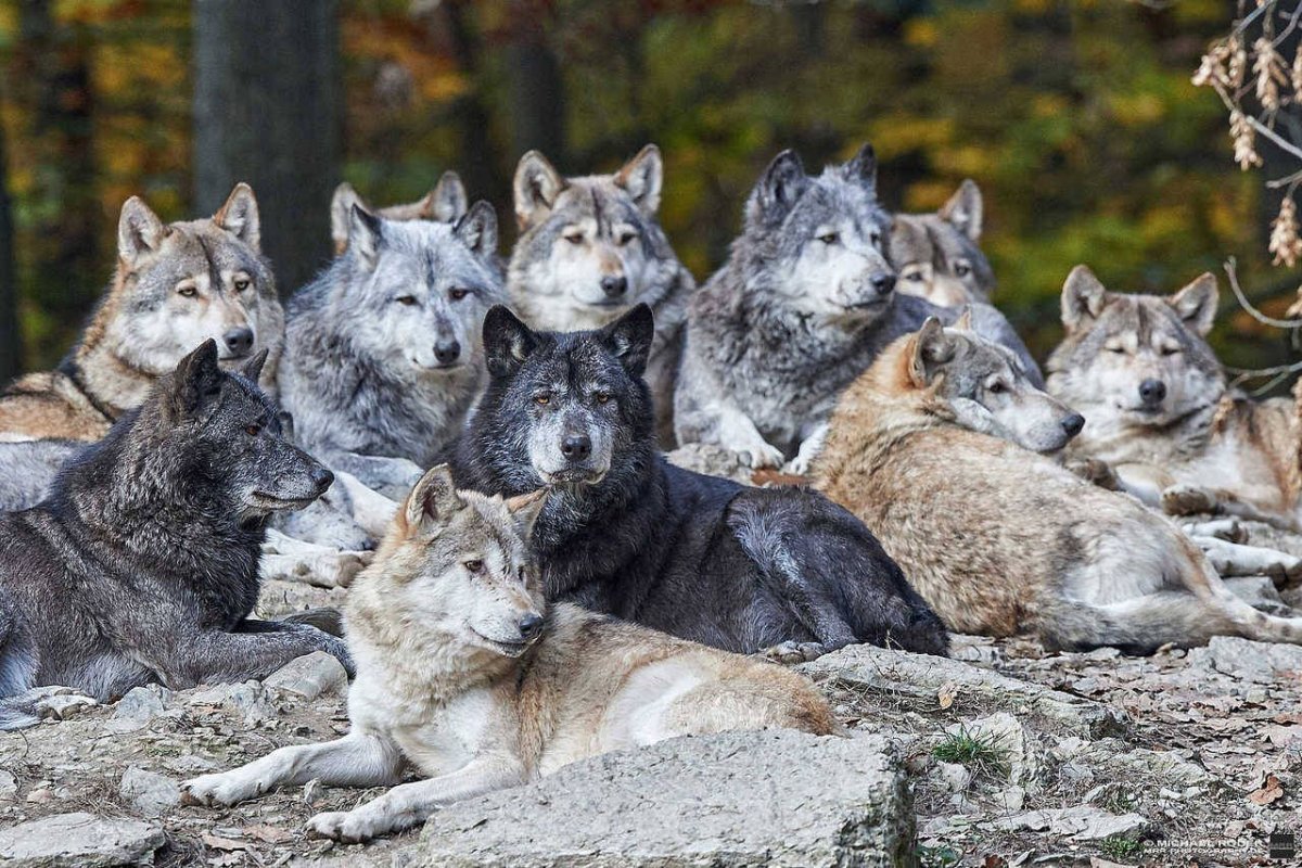 Волк одиночка