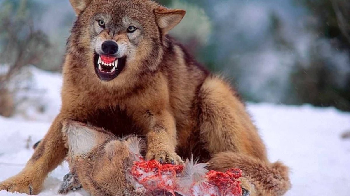 Свирепый волк