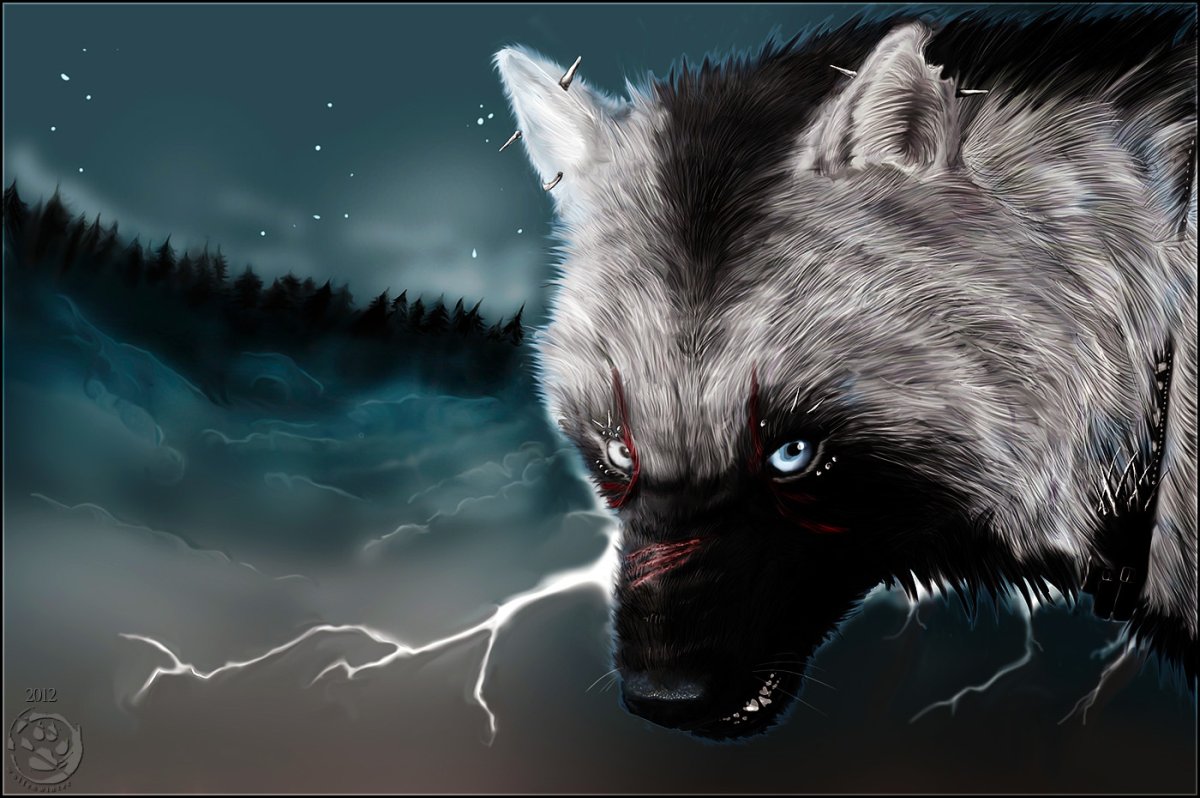 Белый волк лежит