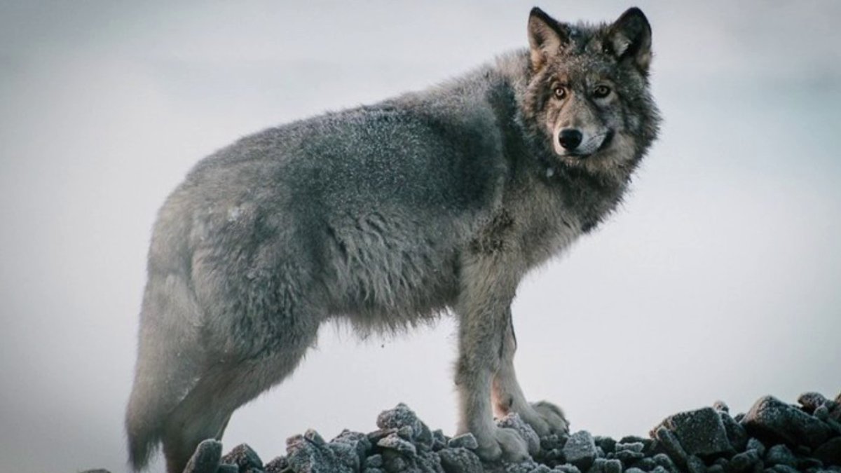 Волк серый
