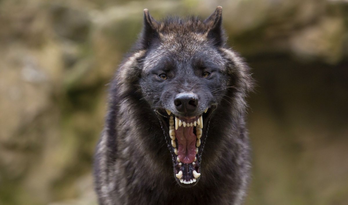 Оскал волка в лесу