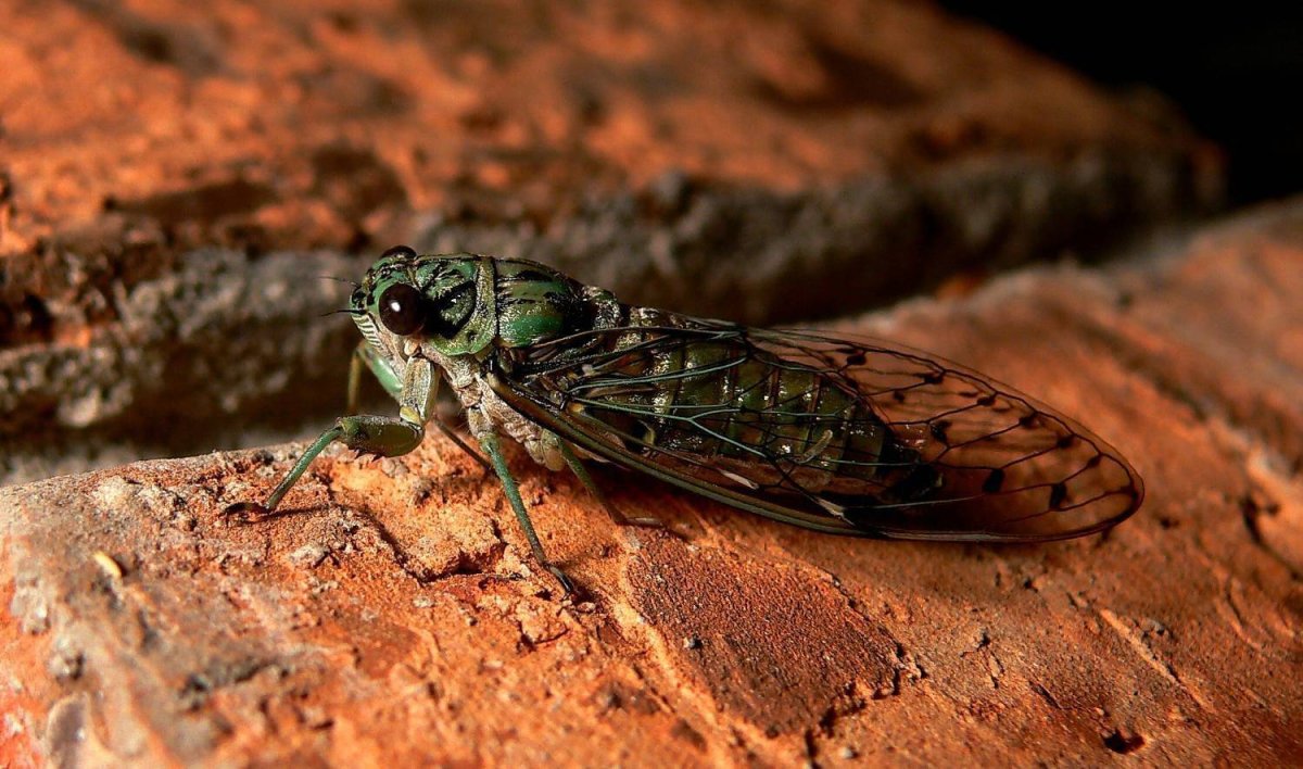 Нимфа цикады