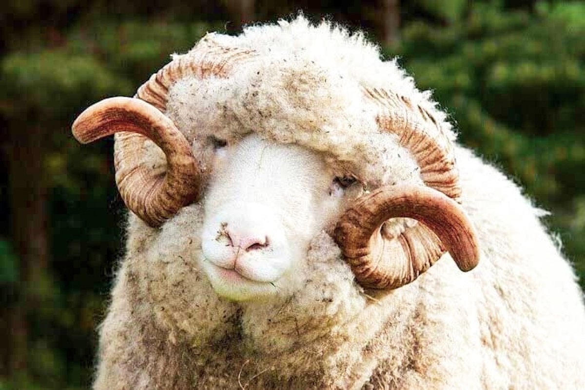 Бараны породы меринос