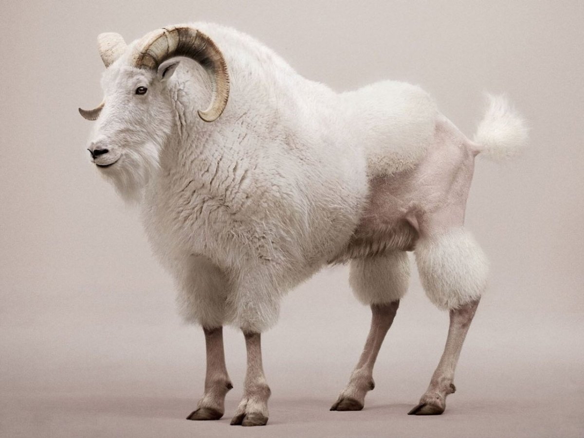 Животные с копытами