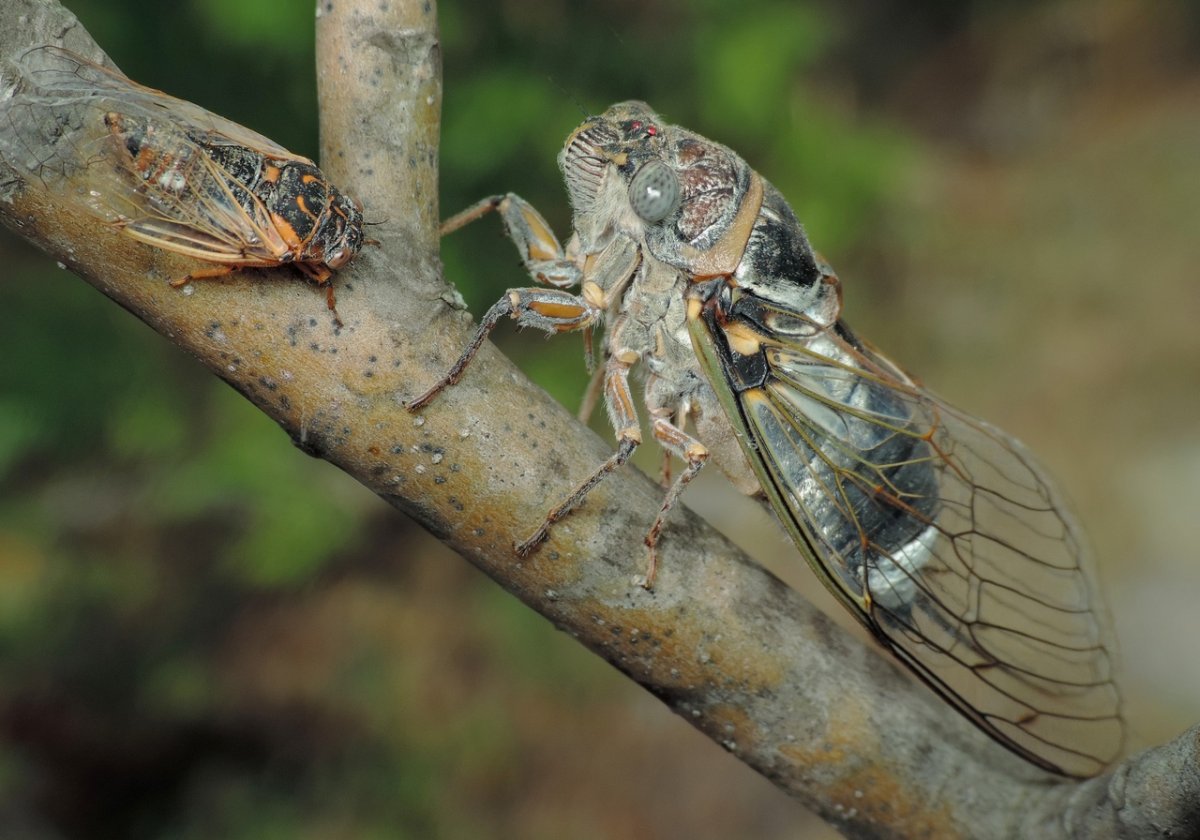 Гигантская цикада Борнео