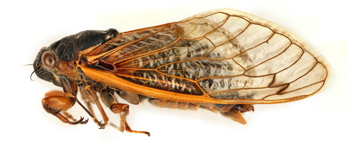 Цимбалы цикад