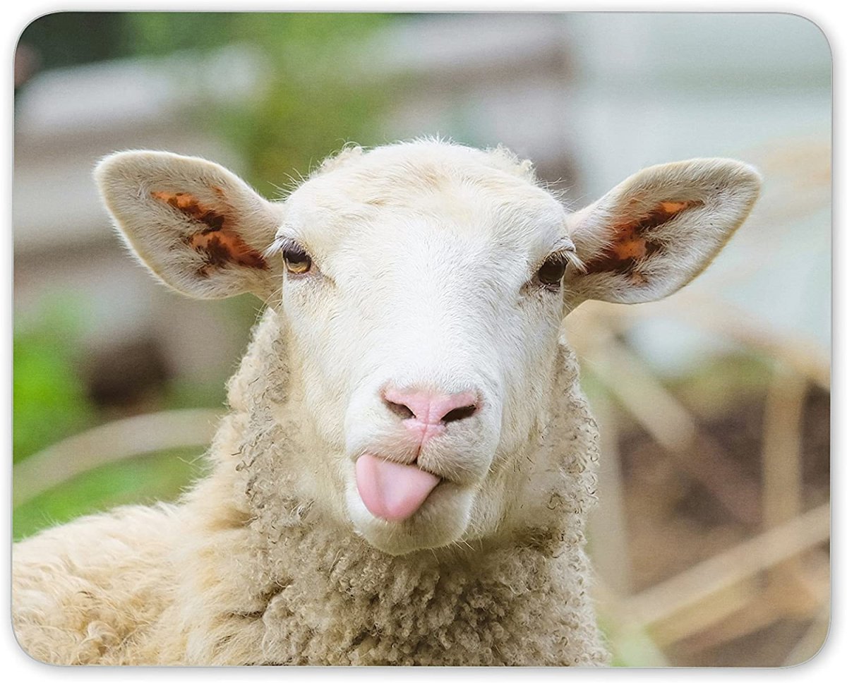 Морда овцы