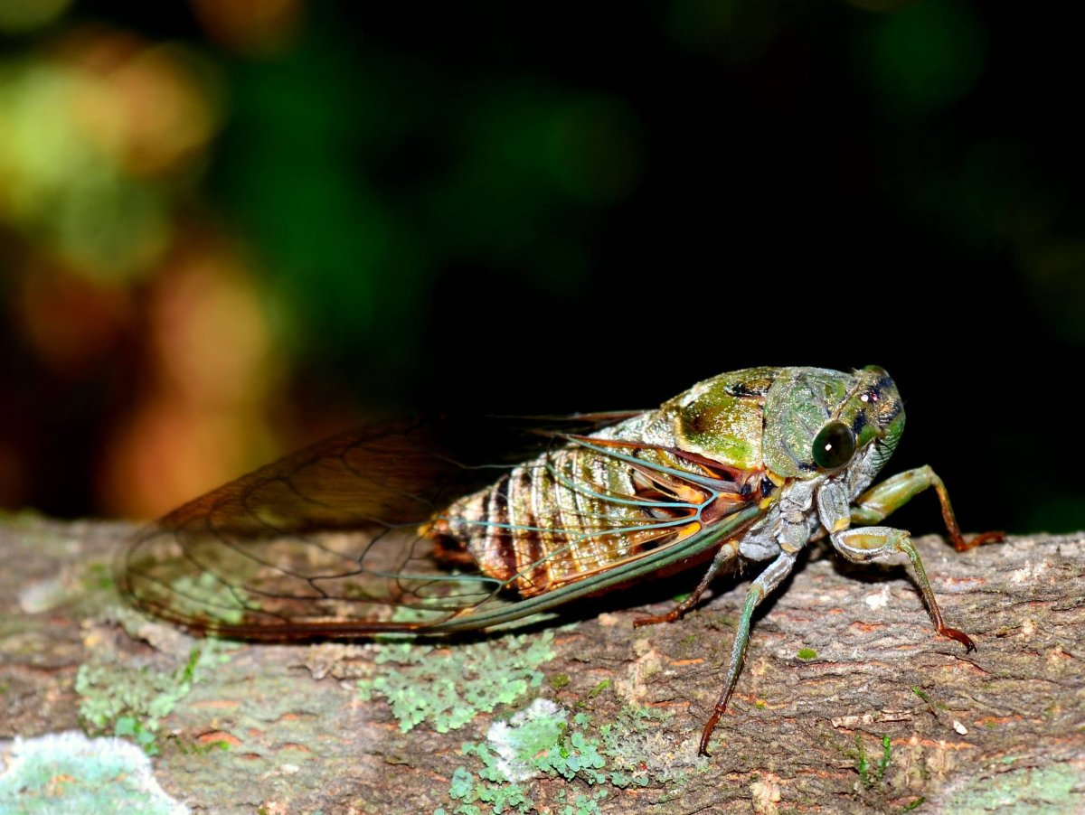 Цикада и сверчок