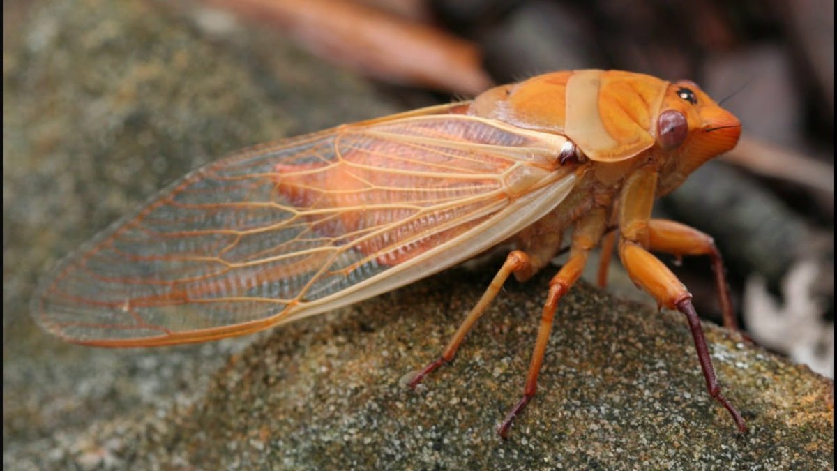 Скорлупа цикады