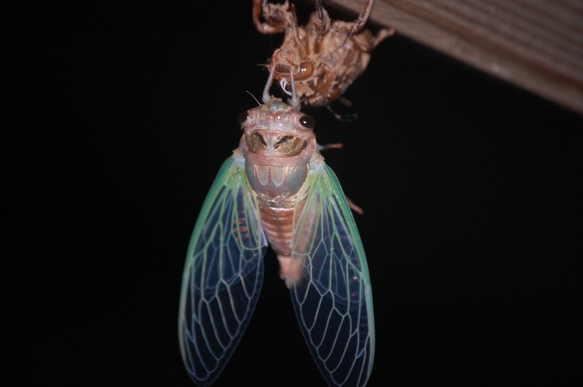 Японская цикада