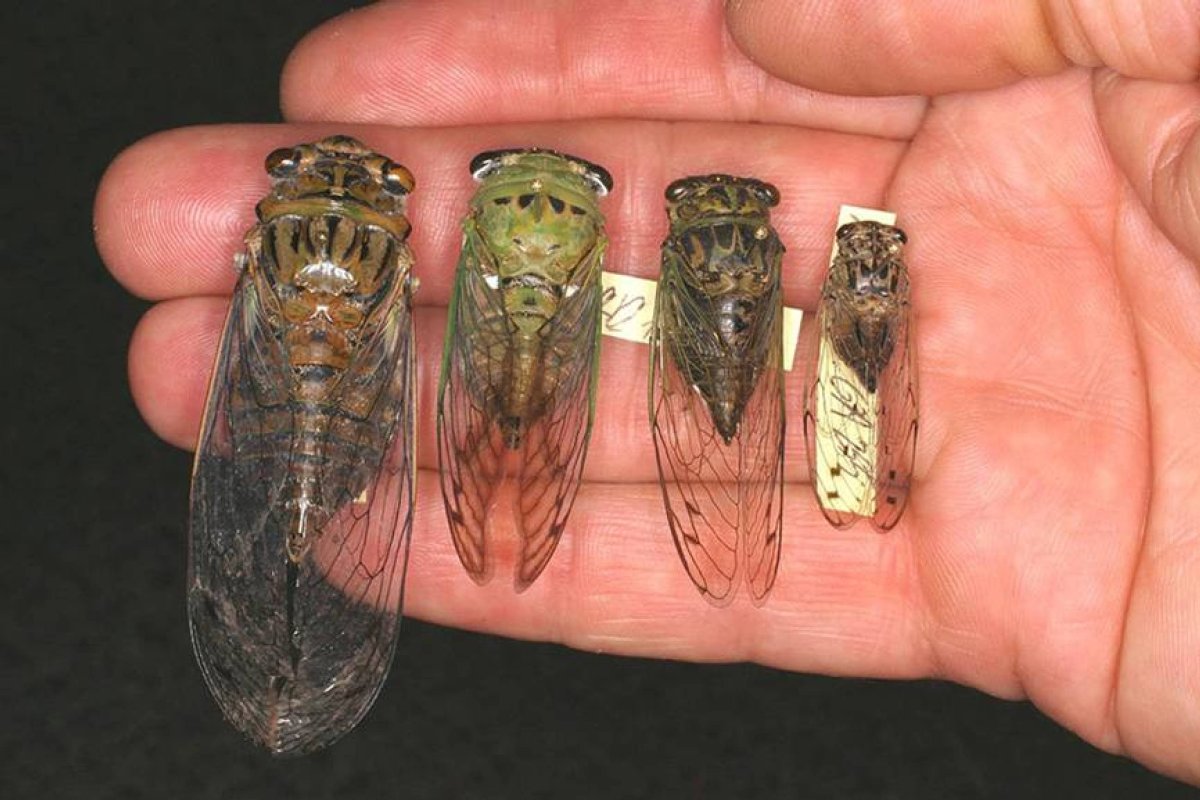 Паразиты цикад