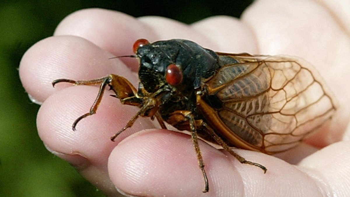 Муха цикада