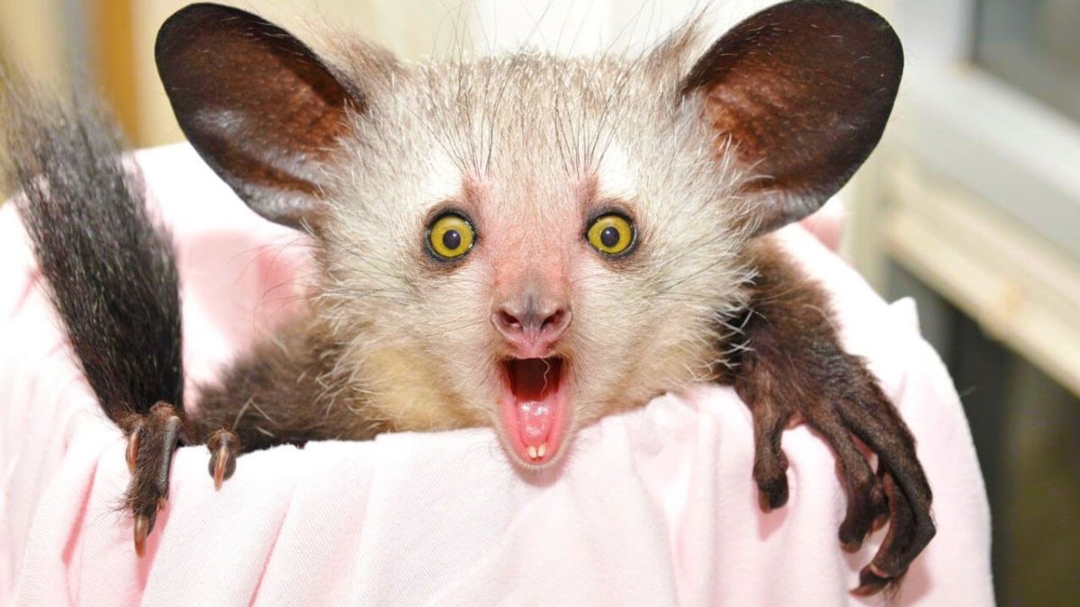 Руконожка Мадагаскарская или ай-ай