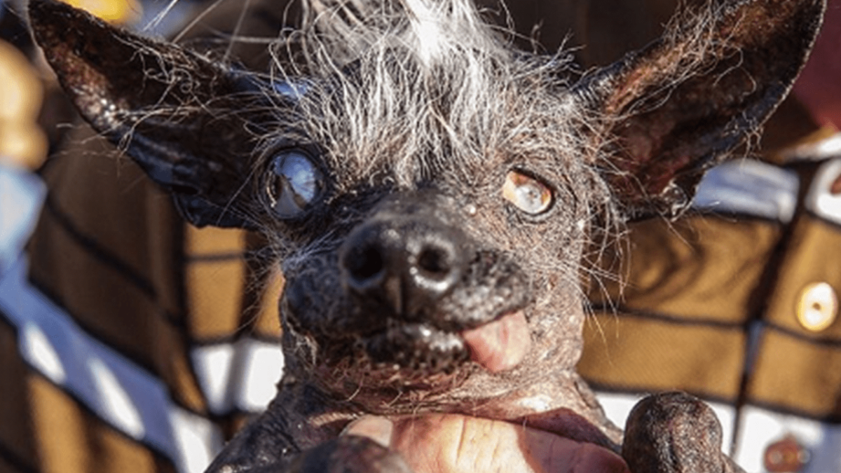 Китайская хохлатая уродливая