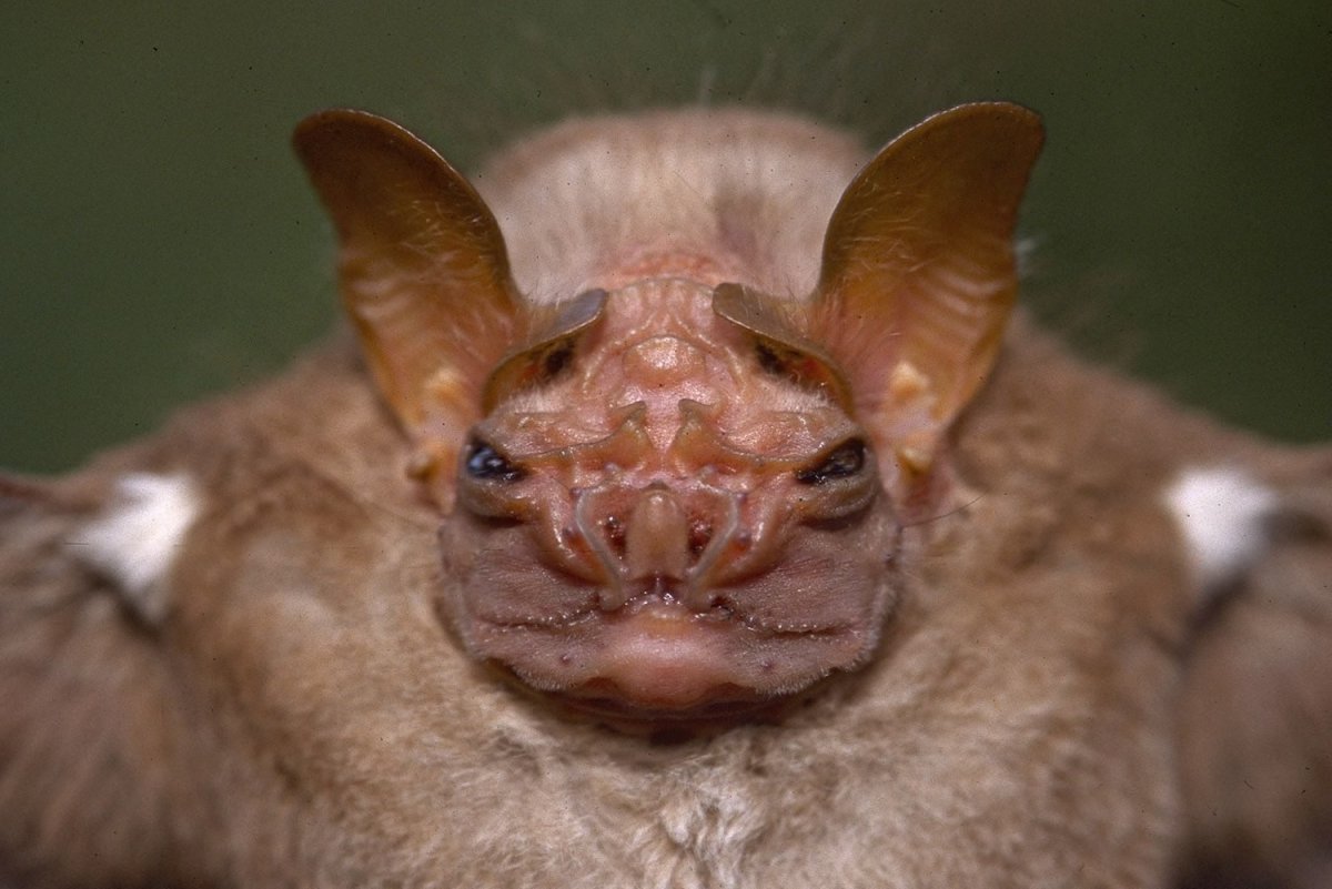 Чупакабра козий вампир