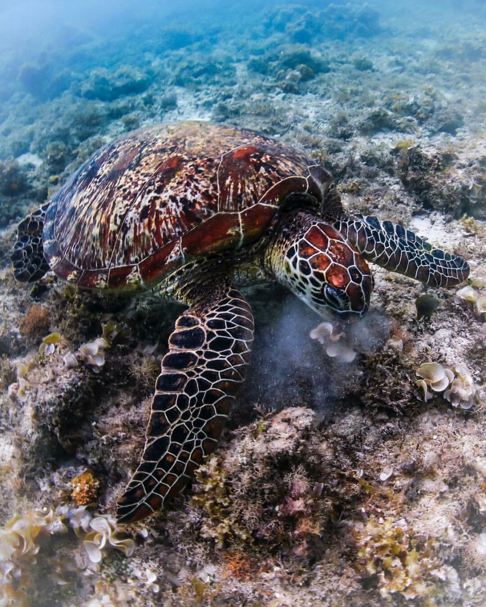 Галапагосская водоплавающая черепаха