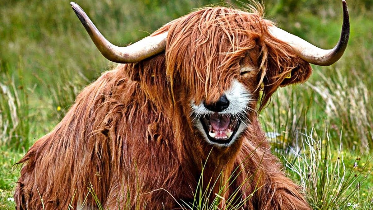 Гиена альбинос