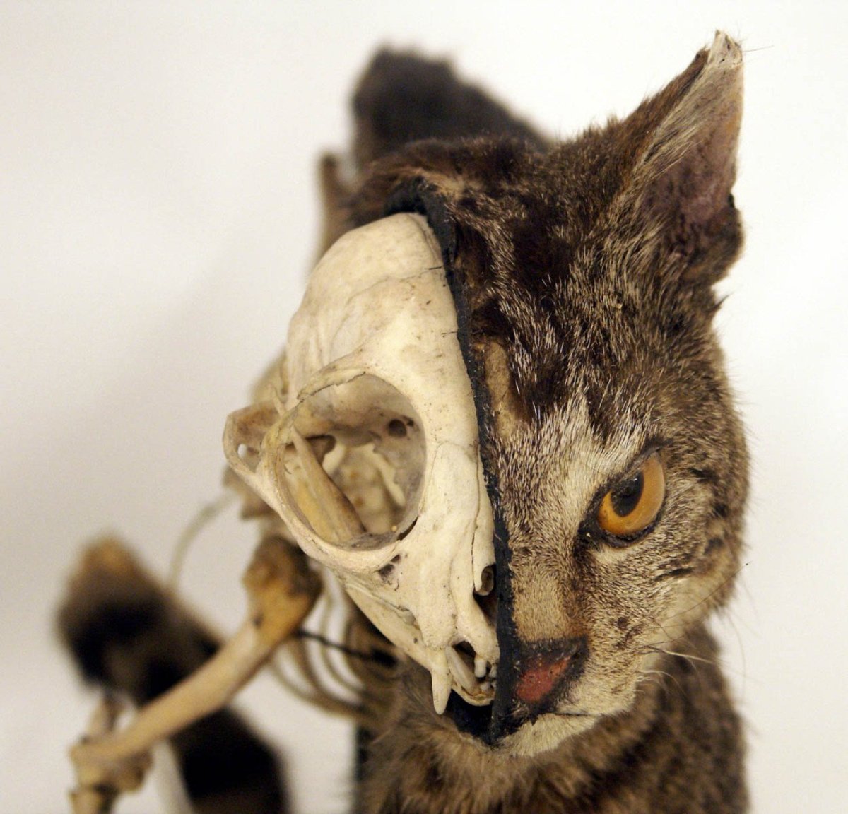 Взгляд козы