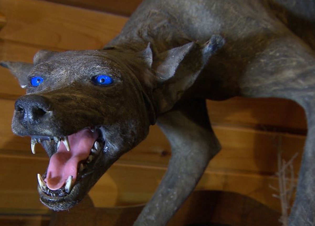 Очковый медведь лысый