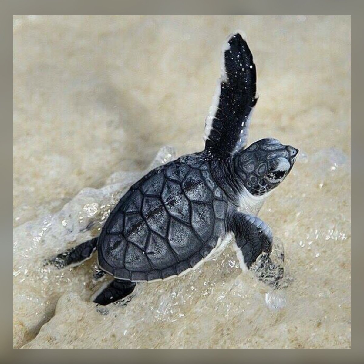 Маленькие Черепашата