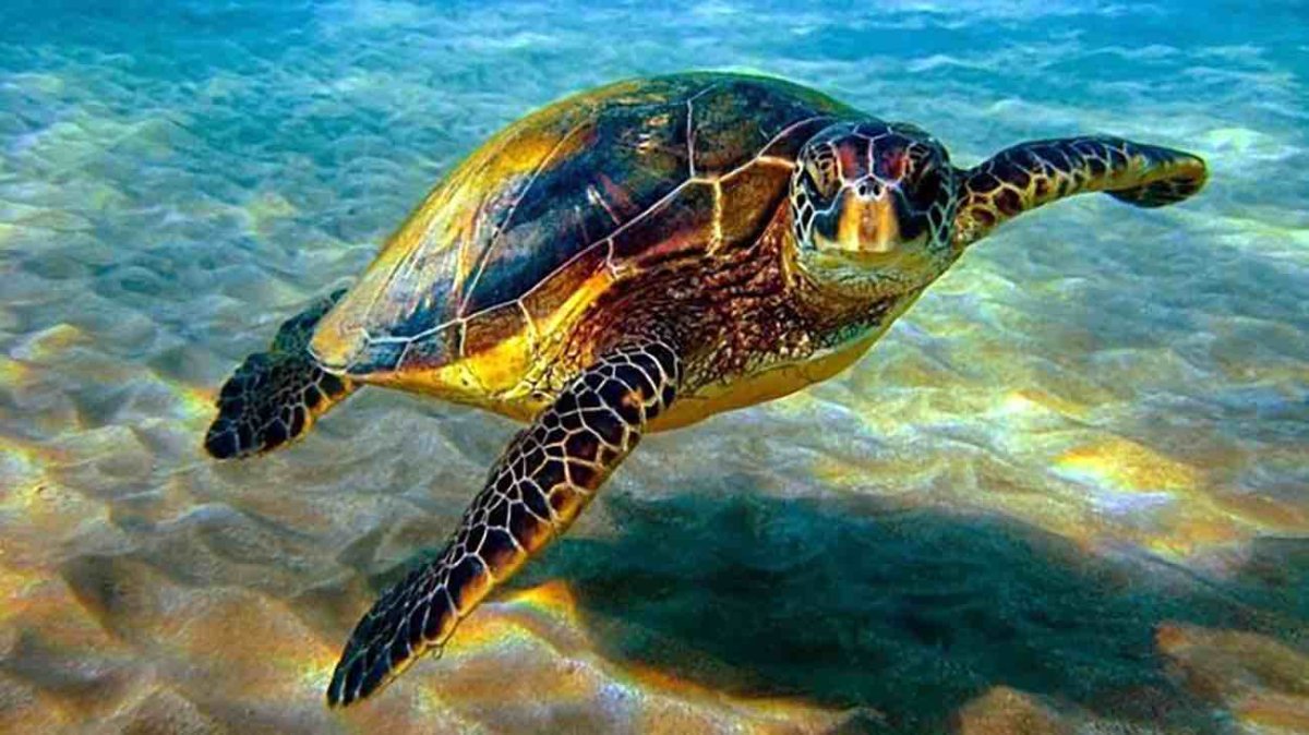 Морская черепашка