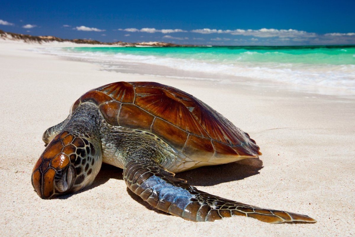 Морские черепахи Австралии