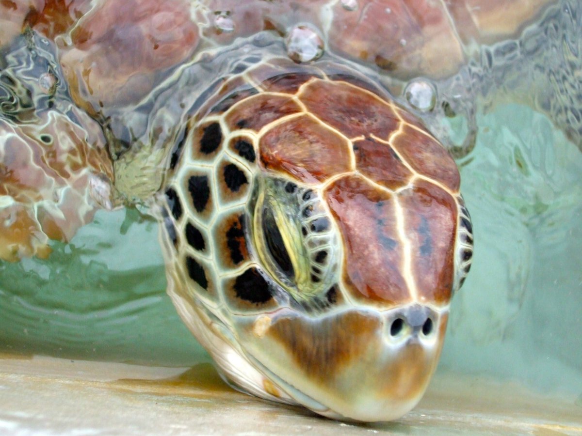 Черепаха Тартаруга