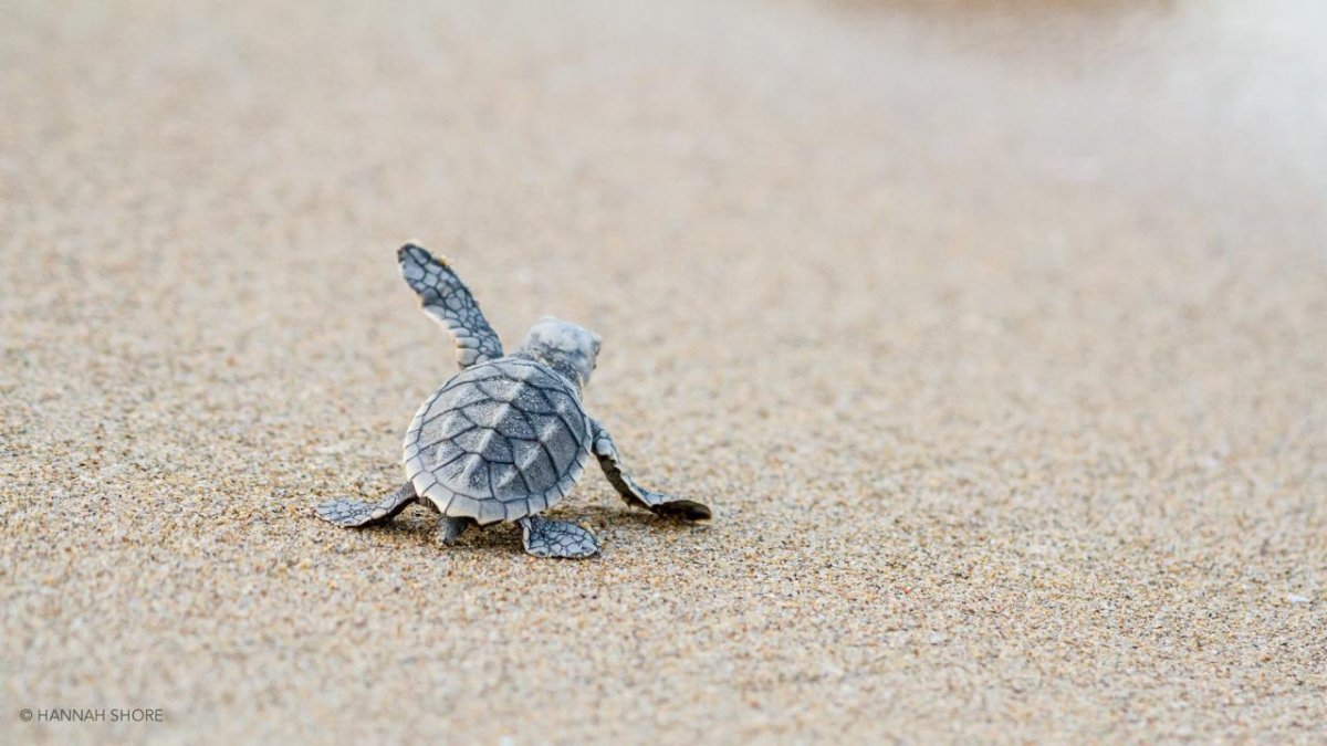 Морская черепаха малыш