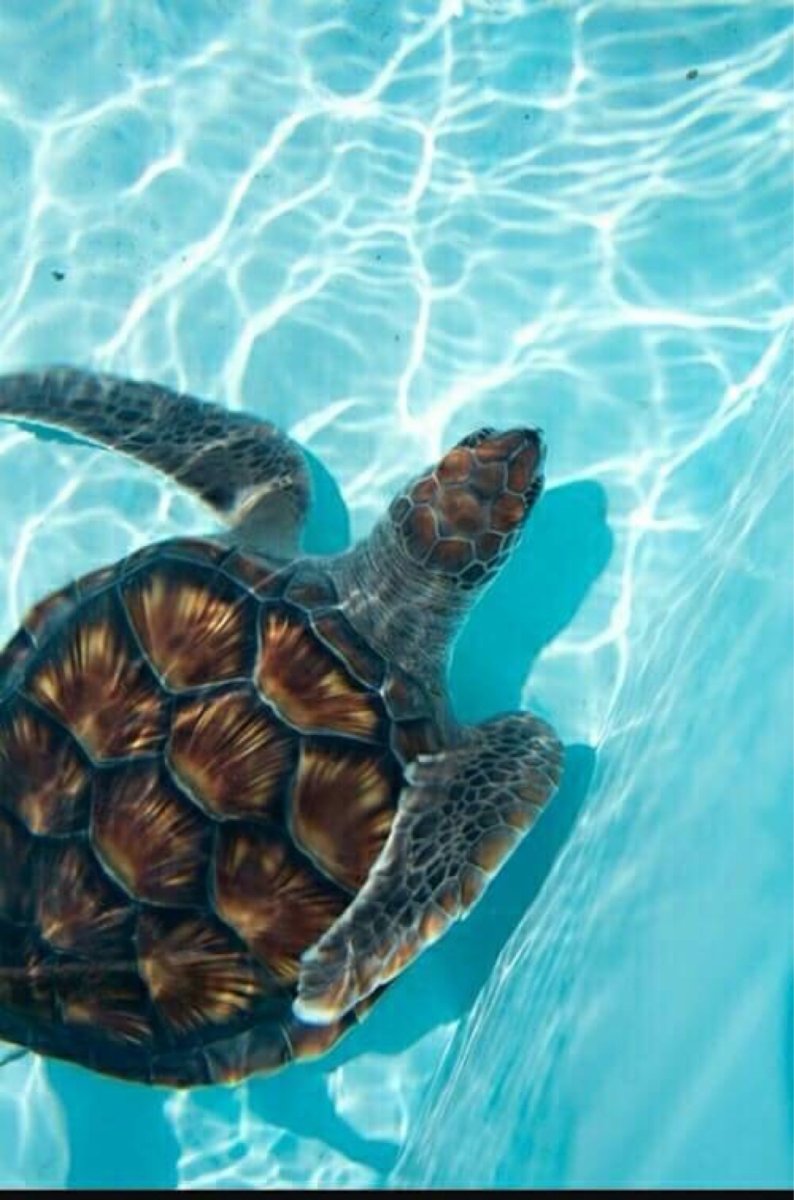 Черепаха Эстетика