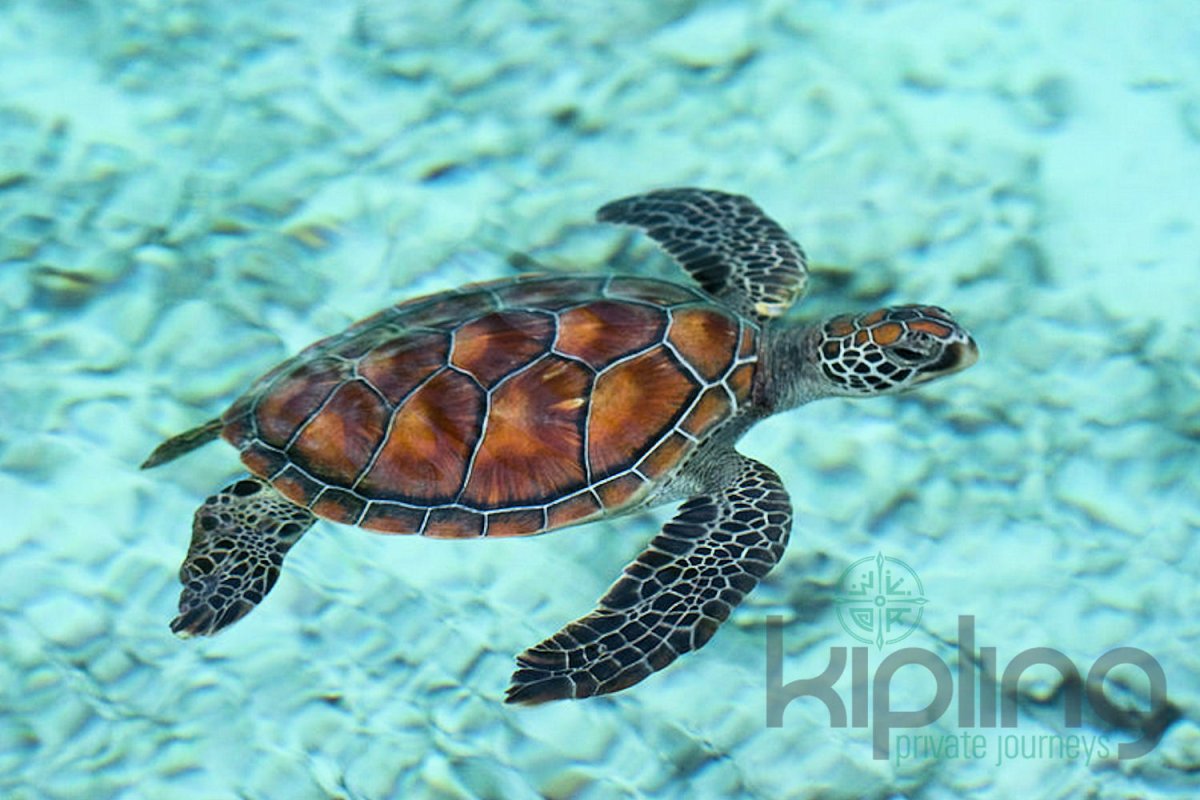 Морская черепаха среда обитания