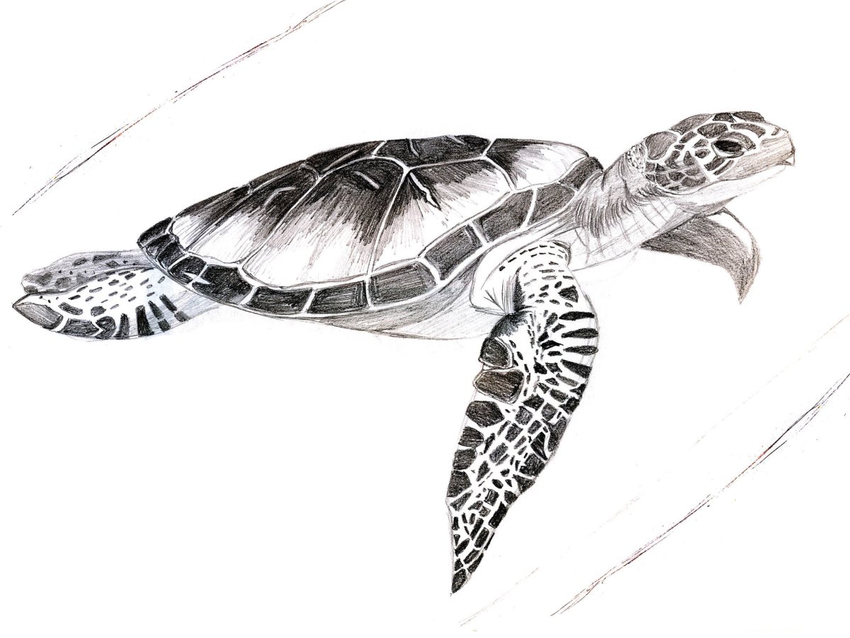 Черепаха эскиз