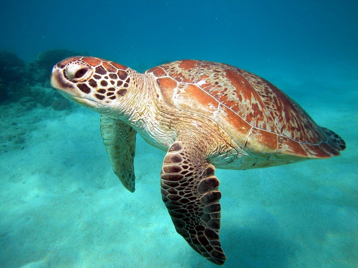 Большой Барьерный риф черепахи