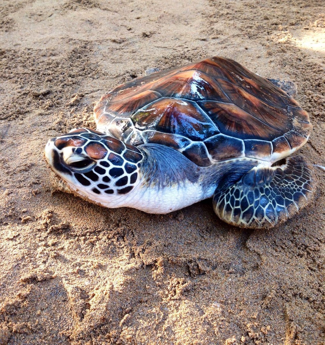 Морские черепахи домашние