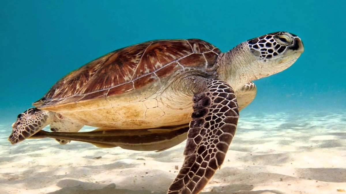 Морская черепаха референс