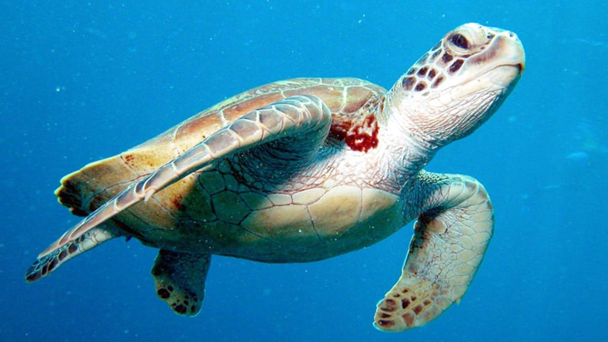 Зеленая черепаха бисса атлантическая