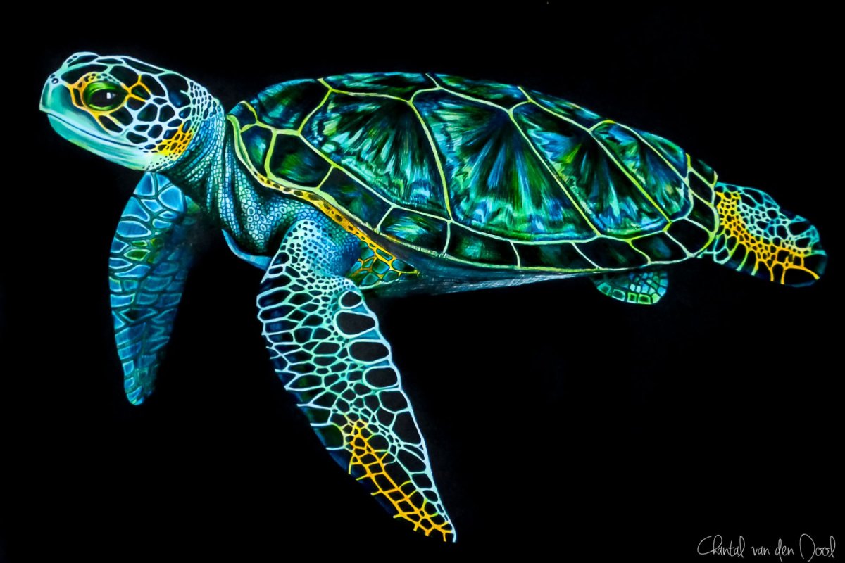 Граттаж морская черепаха